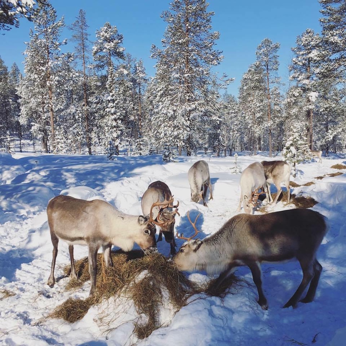 In Lapponia con le renne - I viaggi di Bibi