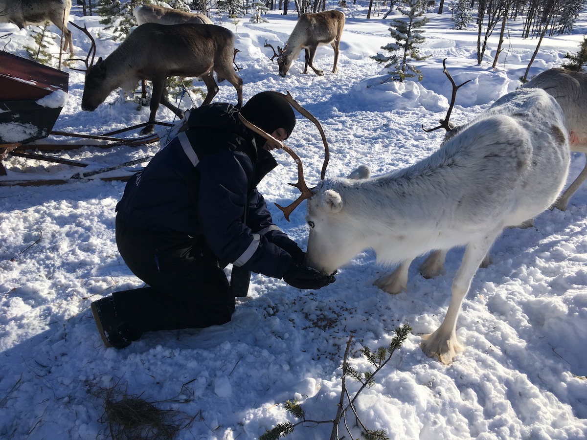 Una renna mentre le stiamo dando da mangiare