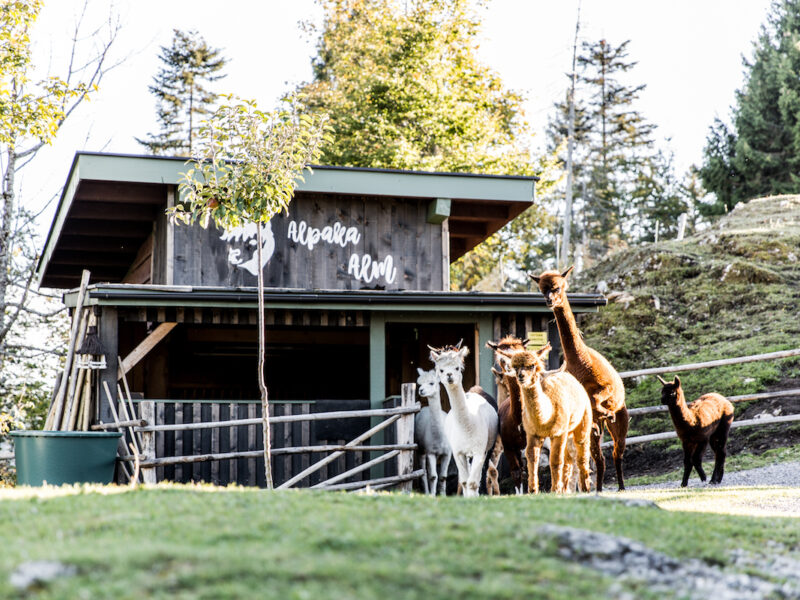 Vacanza in Austria in famiglia - fattoria degli alpaca (c)Tina Gerstenberger