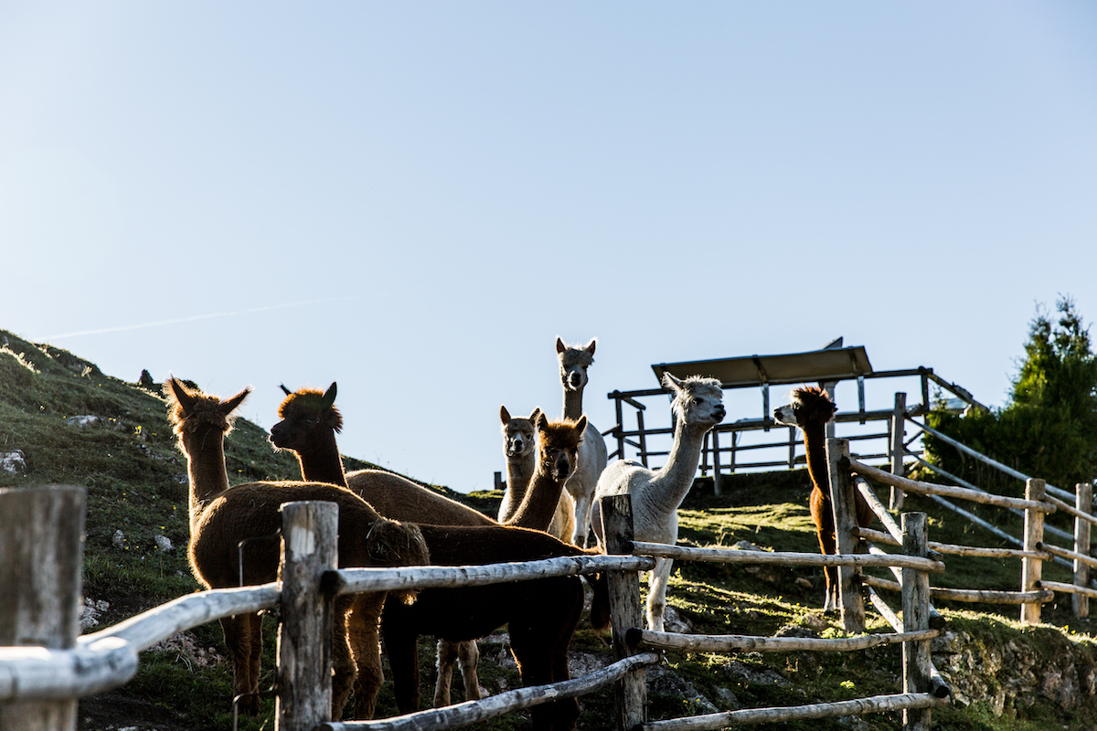 Vacanza in Austria in famiglia nel Kufsteinerland - fattoria degli alpaca (c)Tina Gerstenberger