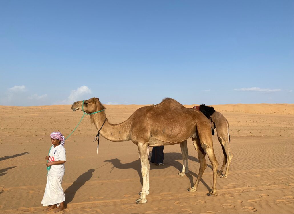 Un cammello nel Wahiba desert