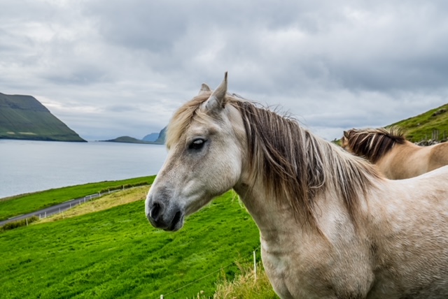 Cavalli bianchi alle Isole Faroe
