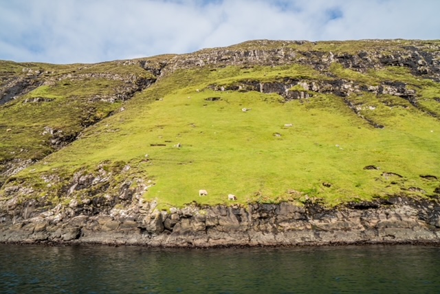Pecore sulle scogliere alle Isole Faroe