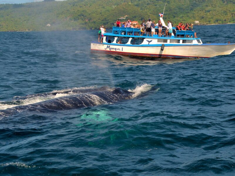 Whale watching a Samanà