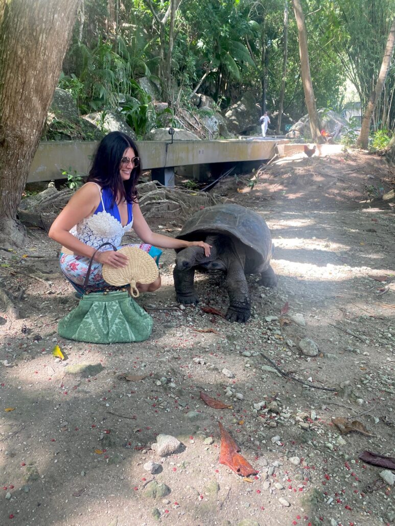La tartaruga di terra alle Seychelles