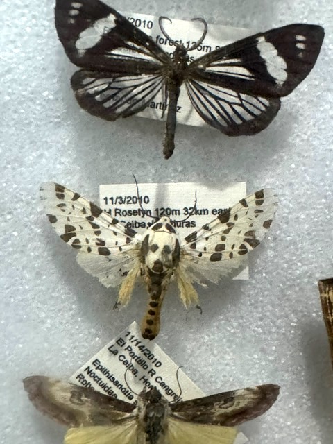 Farfalla con corpo simil Dalmata