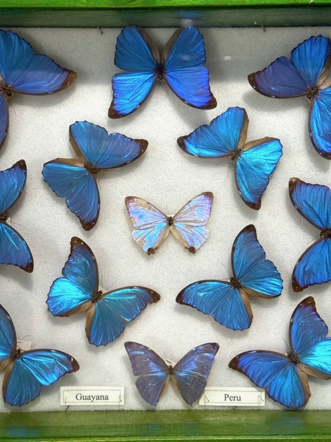 Farfalle blu